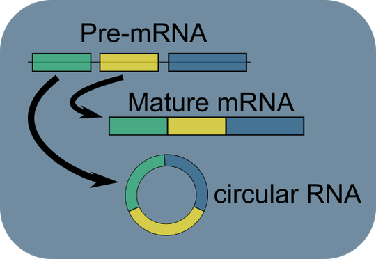 Circular RNAs